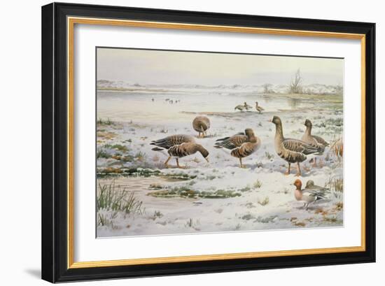 White Fronted Geese-Carl Donner-Framed Giclee Print