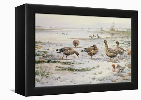 White Fronted Geese-Carl Donner-Framed Premier Image Canvas