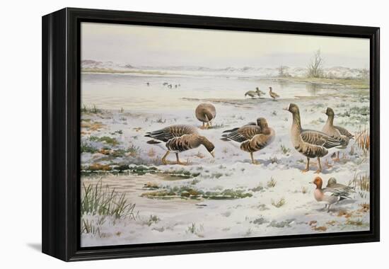 White Fronted Geese-Carl Donner-Framed Premier Image Canvas