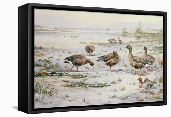 White Fronted Geese-Carl Donner-Framed Premier Image Canvas