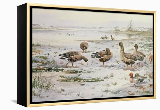 White Fronted Geese-Carl Donner-Framed Premier Image Canvas