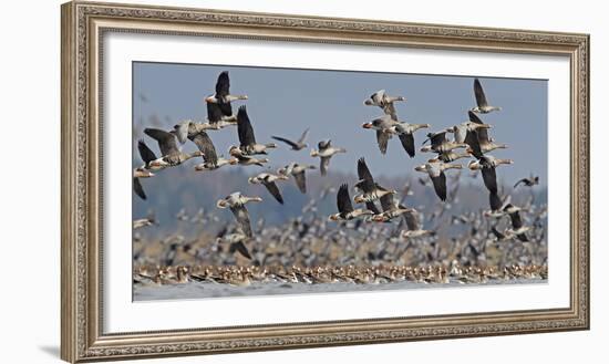 White-fronted goose and Taiga bean goose flocks, Latvia-Markus Varesvuo-Framed Photographic Print