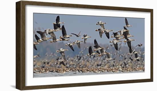 White-fronted goose and Taiga bean goose flocks, Latvia-Markus Varesvuo-Framed Photographic Print