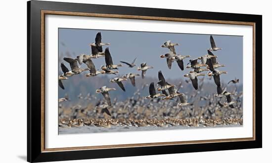 White-fronted goose and Taiga bean goose flocks, Latvia-Markus Varesvuo-Framed Photographic Print