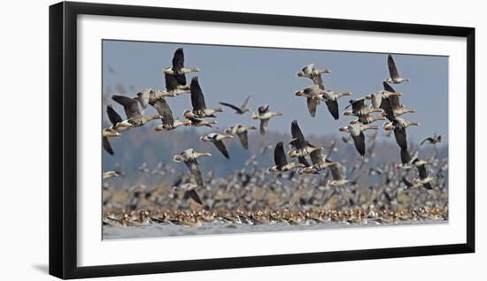 White-fronted goose and Taiga bean goose flocks, Latvia-Markus Varesvuo-Framed Photographic Print