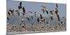 White-fronted goose and Taiga bean goose flocks, Latvia-Markus Varesvuo-Mounted Photographic Print