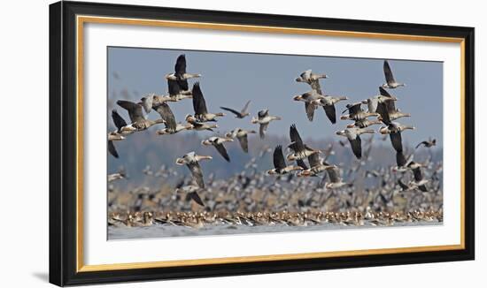 White-fronted goose and Taiga bean goose flocks, Latvia-Markus Varesvuo-Framed Photographic Print