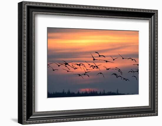 White-Fronted Goose in the Flight, Dusk-Reiner Bernhardt-Framed Photographic Print