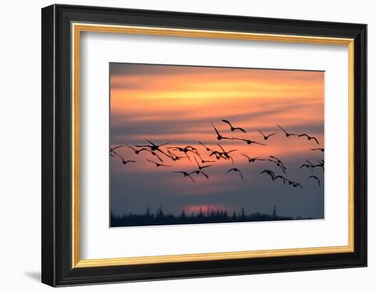 White-Fronted Goose in the Flight, Dusk-Reiner Bernhardt-Framed Photographic Print