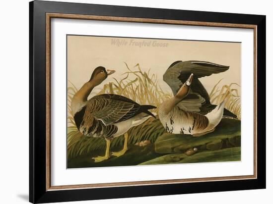 White Fronted Goose-John James Audubon-Framed Art Print