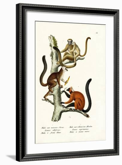 White-Fronted Lemur, 1824-Karl Joseph Brodtmann-Framed Giclee Print