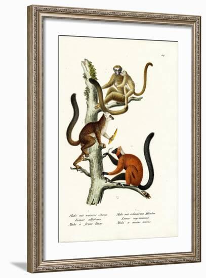 White-Fronted Lemur, 1824-Karl Joseph Brodtmann-Framed Giclee Print