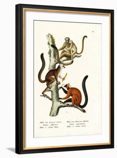 White-Fronted Lemur, 1824-Karl Joseph Brodtmann-Framed Giclee Print