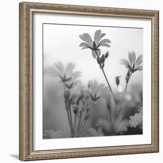 White Garden B&W-Andreas Stridsberg-Framed Giclee Print