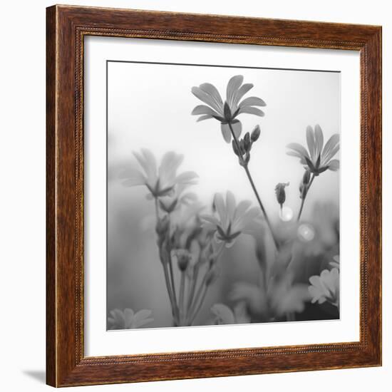 White Garden B&W-Andreas Stridsberg-Framed Giclee Print