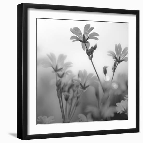 White Garden B&W-Andreas Stridsberg-Framed Giclee Print