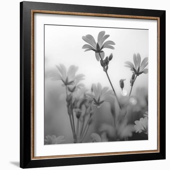 White Garden B&W-Andreas Stridsberg-Framed Giclee Print