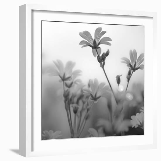 White Garden B&W-Andreas Stridsberg-Framed Giclee Print