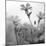 White Garden B&W-Andreas Stridsberg-Mounted Giclee Print