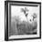 White Garden B&W-Andreas Stridsberg-Framed Giclee Print