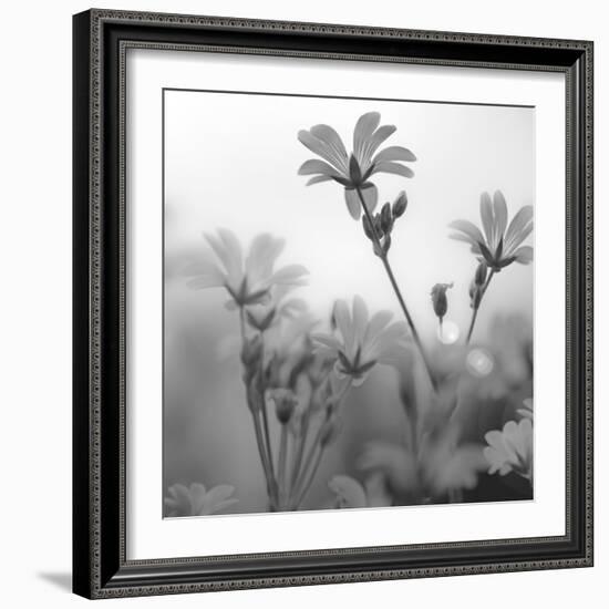 White Garden B&W-Andreas Stridsberg-Framed Giclee Print