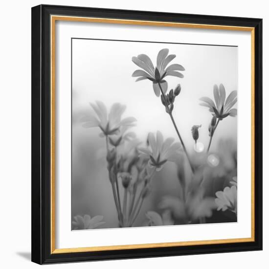 White Garden B&W-Andreas Stridsberg-Framed Giclee Print