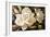 White Gardenia Flowers-Lea Faucher-Framed Art Print