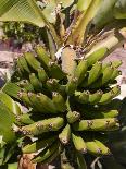 Unripe Bananas, Tenerife, Canary Islands, Spain, Europe-White Gary-Photographic Print