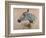 White 'Gazelle' Horse-Henri de Toulouse-Lautrec-Framed Art Print