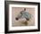 White 'Gazelle' Horse-Henri de Toulouse-Lautrec-Framed Art Print