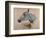 White 'Gazelle' Horse-Henri de Toulouse-Lautrec-Framed Art Print