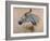 White 'Gazelle' Horse-Henri de Toulouse-Lautrec-Framed Art Print