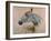 White 'Gazelle' Horse-Henri de Toulouse-Lautrec-Framed Art Print