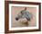 White 'Gazelle' Horse-Henri de Toulouse-Lautrec-Framed Art Print