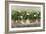 White Geraniums-Sheila Finch-Framed Art Print