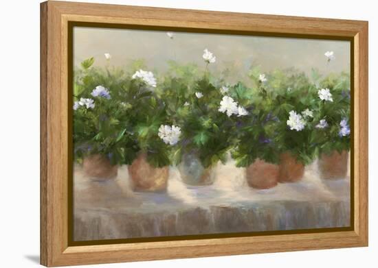 White Geraniums-Sheila Finch-Framed Stretched Canvas