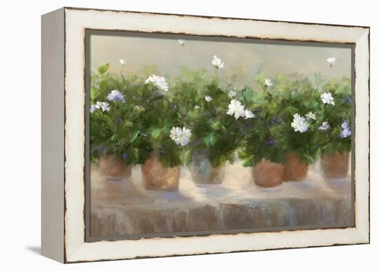 White Geraniums-Sheila Finch-Framed Stretched Canvas