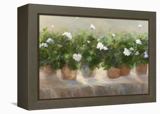 White Geraniums-Sheila Finch-Framed Stretched Canvas