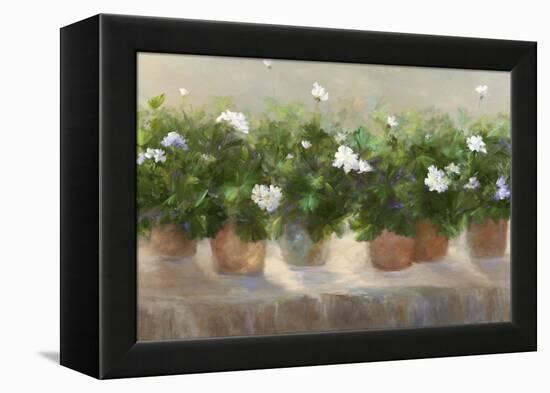 White Geraniums-Sheila Finch-Framed Stretched Canvas