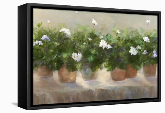 White Geraniums-Sheila Finch-Framed Stretched Canvas