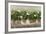 White Geraniums-Sheila Finch-Framed Art Print