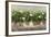 White Geraniums-Sheila Finch-Framed Art Print