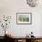 White Geraniums-Danhui Nai-Framed Premium Giclee Print displayed on a wall