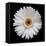 White Gerber Daisy-Jim Christensen-Framed Premier Image Canvas