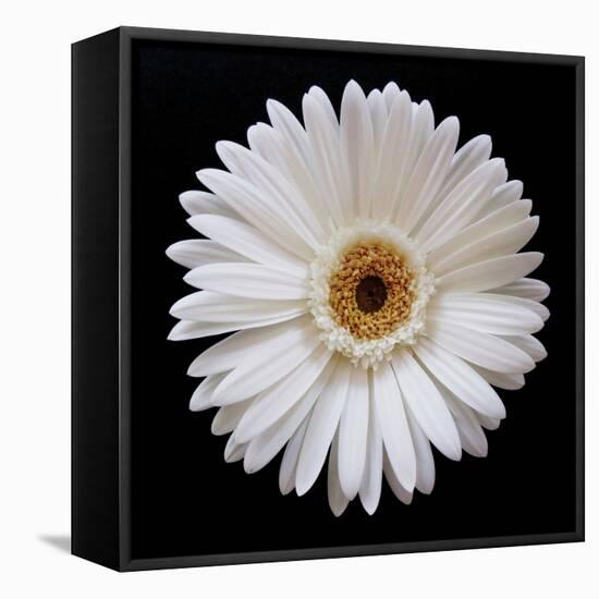 White Gerber Daisy-Jim Christensen-Framed Premier Image Canvas