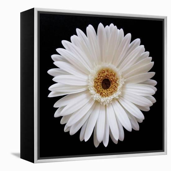 White Gerber Daisy-Jim Christensen-Framed Premier Image Canvas