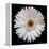 White Gerber Daisy-Jim Christensen-Framed Premier Image Canvas