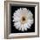 White Gerber Daisy-Jim Christensen-Framed Photographic Print