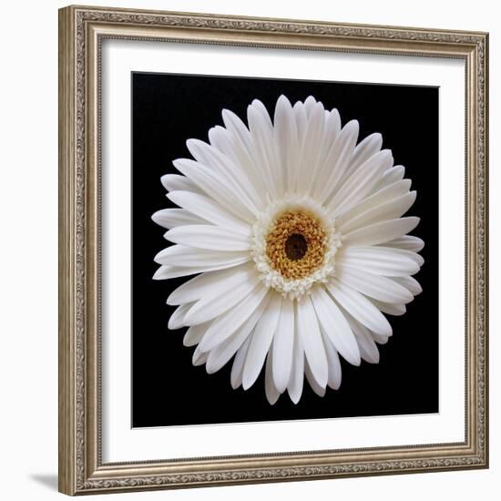 White Gerber Daisy-Jim Christensen-Framed Photographic Print