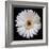 White Gerber Daisy-Jim Christensen-Framed Photographic Print